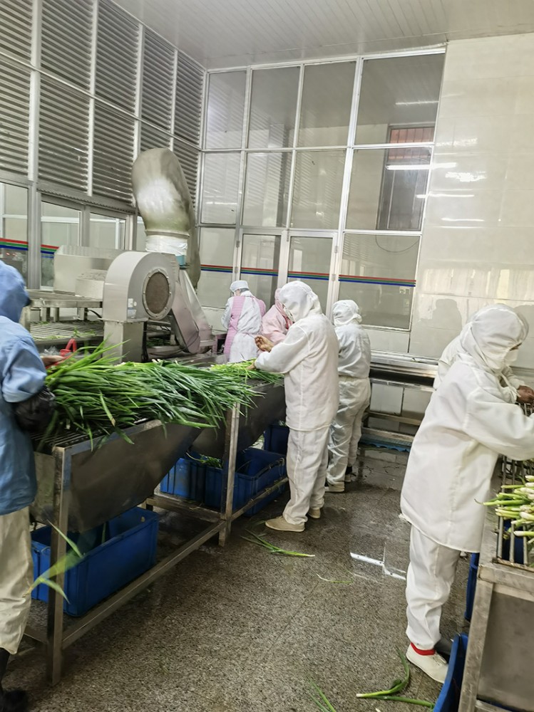 脫水蔥圈系列供應(yīng)